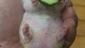 老王吃瓜相关视频