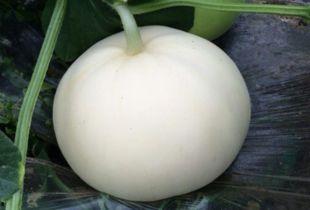 吃梨瓜的,探寻夏日清凉新宠