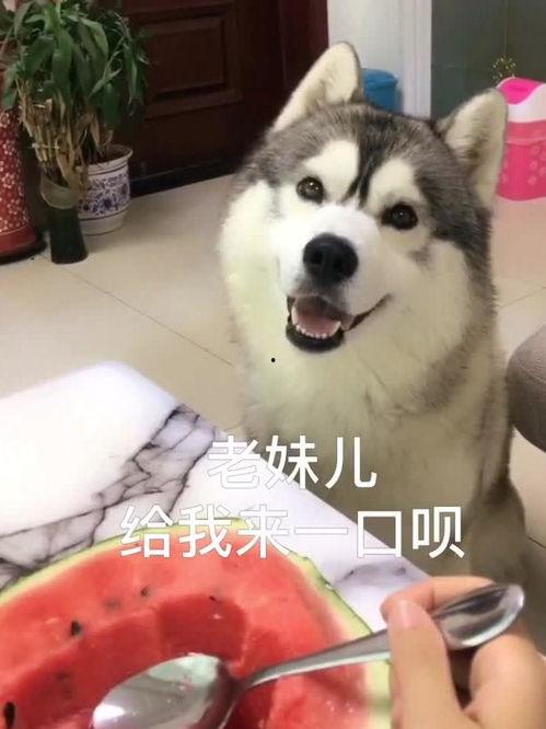 给哈士奇吃梨瓜