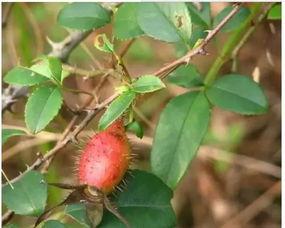 樱子吃瓜记,揭秘娱乐圈幕后风云