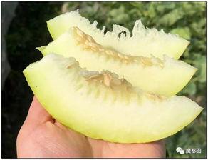 怎样吃蜡烛瓜,美味与营养的完美结合