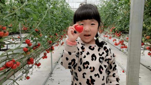 我只想安静吃瓜快穿,跟随“只想安静吃瓜”的快穿之旅