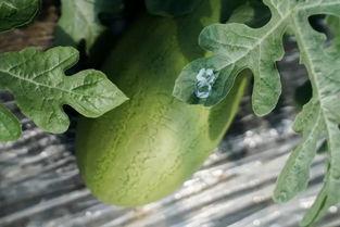 林儿吃瓜,揭秘娱乐圈幕后故事