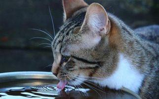 猫咪喝水吃瓜视频
